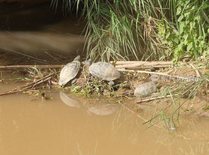 Mauremys leprosa在Llobregat river -巴塞罗那